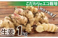 【予約受付】ミネラル豊富なエコ栽培の生姜1㎏　Fms-20 しょうが ジンジャー おかず 野菜 大容量