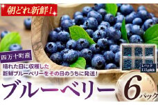 四万十町産朝どれ！新鮮ブルーベリー 生果実 （115g×6パック）Cvs-10 ブルーベリー フルーツ フレッシュ 果物 ビタミンE アントシアニン 栄養 目にいい 健康 美容 ギフト 贈り物 スイーツ