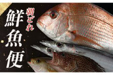 朝どれ！1000種類の魚種がいる大月の鮮魚便