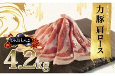 【高知県 大月町産ブランド豚】力豚肩ロース　しゃぶしゃぶ4.2kg