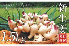 【高知県 大月町産】田村農園の新生姜　1.5kg