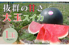 【高知県 大月町産】抜群の甘さ！ねばねばファームのスイカ
