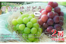 【高知県 大月町産】松田ぶどう園　種なしブドウ2房(1kg)
