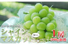 【高知県 大月町産】松田ぶどう園　種なしシャインマスカット