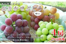 【高知県 大月町産】松田ぶどう園　種なしブドウ4房(2kg)
