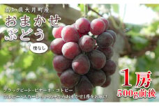【高知県 大月町産】松田ぶどう園　種なしブドウ1房(500g)
