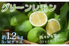 【高知県 大月町産】爽やかな香りの温室グリーンレモン　1.2kg