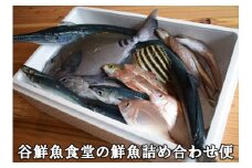 谷鮮魚食堂 黒潮の海で育った鮮魚 詰め合わせ便