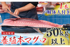 本マグロ(50kg以上)1本 （解体人付き）