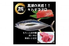 【谷鮮魚食堂】天然キハダマグロ　赤身柵 約1ｋｇ