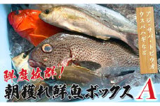 鮮度抜群！朝獲れ鮮魚ボックスA