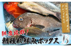 鮮度抜群！朝獲れ鮮魚ボックスB