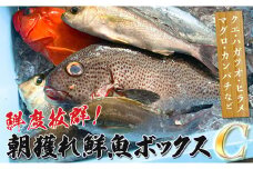 鮮度抜群！朝獲れ鮮魚ボックスC