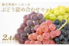 【産地直送】観光農園わっはっは　人気品種のおまかせぶどうセット 2.4kg