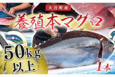 本マグロ(50kg以上)　1本