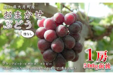 【高知県 大月町産】松田ぶどう園　種なしブドウ1房(500g)