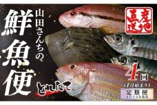 【定期便4回】山田さんちの鮮魚便（1月始まり）