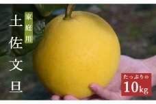 【家庭用大満足の10kg！】温暖な気候が育んだ土佐文旦