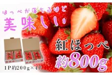 【高知県 大月町産】紅ほっぺ　約200g×4パック｜いちご 800g 果物 フルーツ 苺 イチゴ くだもの 野菜 旬 美味しい 朝採り 新鮮 期間限定 ご褒美 産地直送 贈答用 自宅用 高知県 大月町 国産 ハウス栽培 甘いいちご 甘い苺