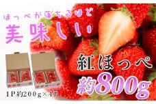【高知県 大月町産】紅ほっぺ　約200g×4パック｜いちご 800g 果物 フルーツ 苺 イチゴ くだもの 野菜 旬 美味しい 朝採り 新鮮 期間限定 ご褒美 産地直送 贈答用 自宅用 高知県 大月町 国産 ハウス栽培 甘いいちご 甘い苺