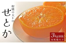 せとか 約3kg 贈答用 高知県産 ハウス栽培｜ハウスみかん 甘い 濃厚 ジューシー 香り豊か 希少 柑橘 柑橘の大トロ 化粧箱 果物 フルーツ プレミアム 国産 大月町 人気 美味しい おいしい おすすめ 旬 旬の果物 旬のフルーツ