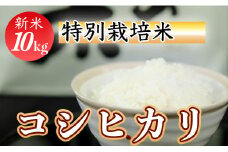 令和７年産 (精白米)　特別栽培米　こしひかり10kg