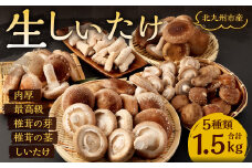 北九州市産 生しいたけ セット 5種 椎茸 きのこ