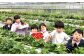 【栽培期間中農薬不使用】 天姫 （あまひめ） イチゴ （3L～4Lサイズ）
