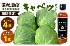 【期間限定】 若松潮風🄬 キャベツセット ( キャベツ 4玉 ＋ 専用 ドレッシング ) 野菜 生野菜 新鮮 国産