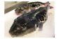 老舗活魚割烹｢三幸｣ 活とらふぐのアラ 約500g 【3～5人前】