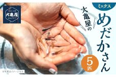 大亀屋のミックスめだかさん 5匹