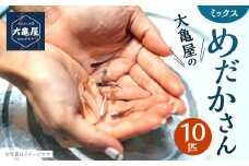 大亀屋のミックスめだかさん 10匹
