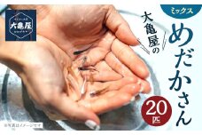 大亀屋のミックスめだかさん 20匹