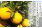 紫川デコ（不知火） Mサイズ 24玉入 計5kg程