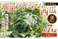 福岡県 北九州市 若松産 【優等品】 潮風プレミアム 西瓜 約7kg（1玉入り）