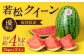 福岡県 北九州市 若松産 【優等品】 若松クイーン 約4kg以上 (約2kg以上2玉入り) 