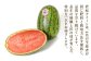 福岡県 北九州市 若松産 【優等品】 若松クイーン 約4kg以上 (約2kg以上2玉入り) 