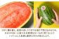 福岡県 北九州市 若松産 【優等品】 若松クイーン 約4kg以上 (約2kg以上2玉入り) 
