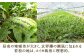 福岡県 北九州市 若松産【優等品】若松クイーン 10kg以上（2kg以上3玉入り～4玉入り）