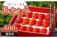贈答用 あまおう 約800g【2025年1月下旬～2025年3月下旬順次発送予定】いちご イチゴ 苺 フルーツ 果物 福岡県産