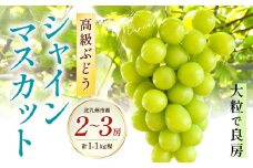 高級ぶどう・シャインマスカット2～3房セット《化粧箱入り》【2025年8月下旬～2025年9月上旬発送予定】フルーツ 果物 ぶどう ブドウ マスカット 大粒 良房
