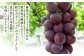 高級ぶどう・シャインマスカット＆藤稔 2房セット《化粧箱入り》