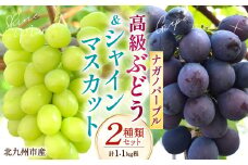 高級ぶどう・シャインマスカット＆ナガノパープル 2房セット《化粧箱入り》【2025年8月下旬～2025年9月上旬発送予定】2種類 食べ比べ フルーツ くだもの ブドウ ぶどう マスカット