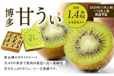 福岡県産 博多甘うぃ 約1.4kg（大玉9玉入り）【2025年11月上旬～12月上旬発送予定】キウイ キウイフルーツ フルーツ 果物 くだもの 先行予約