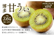 福岡県産 博多甘うぃ 約3.6kg（20玉～27玉入り）【2025年11月上旬～12月上旬発送予定】キウイ キウイフルーツ フルーツ 果物 くだもの 先行予約