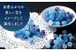 皿倉山100億ドル之宝石箱 約100g×4個 合計約400g