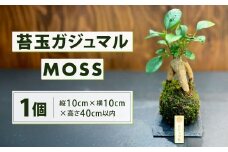 苔玉 ガジュマル -MOSS-  1点 観葉植物 ガジュマルの木 縁起の良い 多幸の樹 幸せを呼ぶ木 幸運 苔 玉 グリーン インテリア