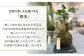 苔玉 ガジュマル -MOSS- 