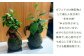 苔玉 ガジュマル -MOSS- 