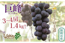 【2025年8月以降順次発送】福岡市産巨峰1400g3～4房【北海道・沖縄・離島発送不可】